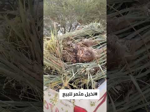 نخيل الرياض المزاحميه الخرج شقراء الدوادمي عفيف القصيم