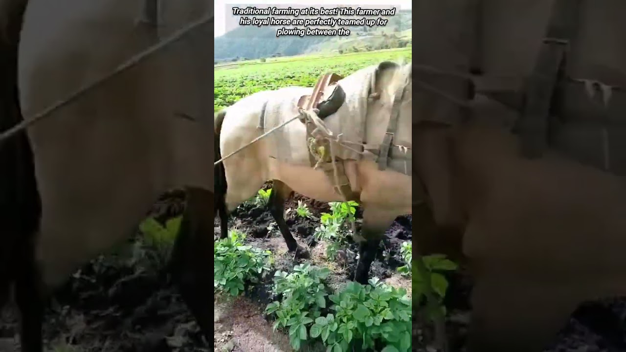 Horse-Drawn Plow Cultivating the Lush Green Crop Field.