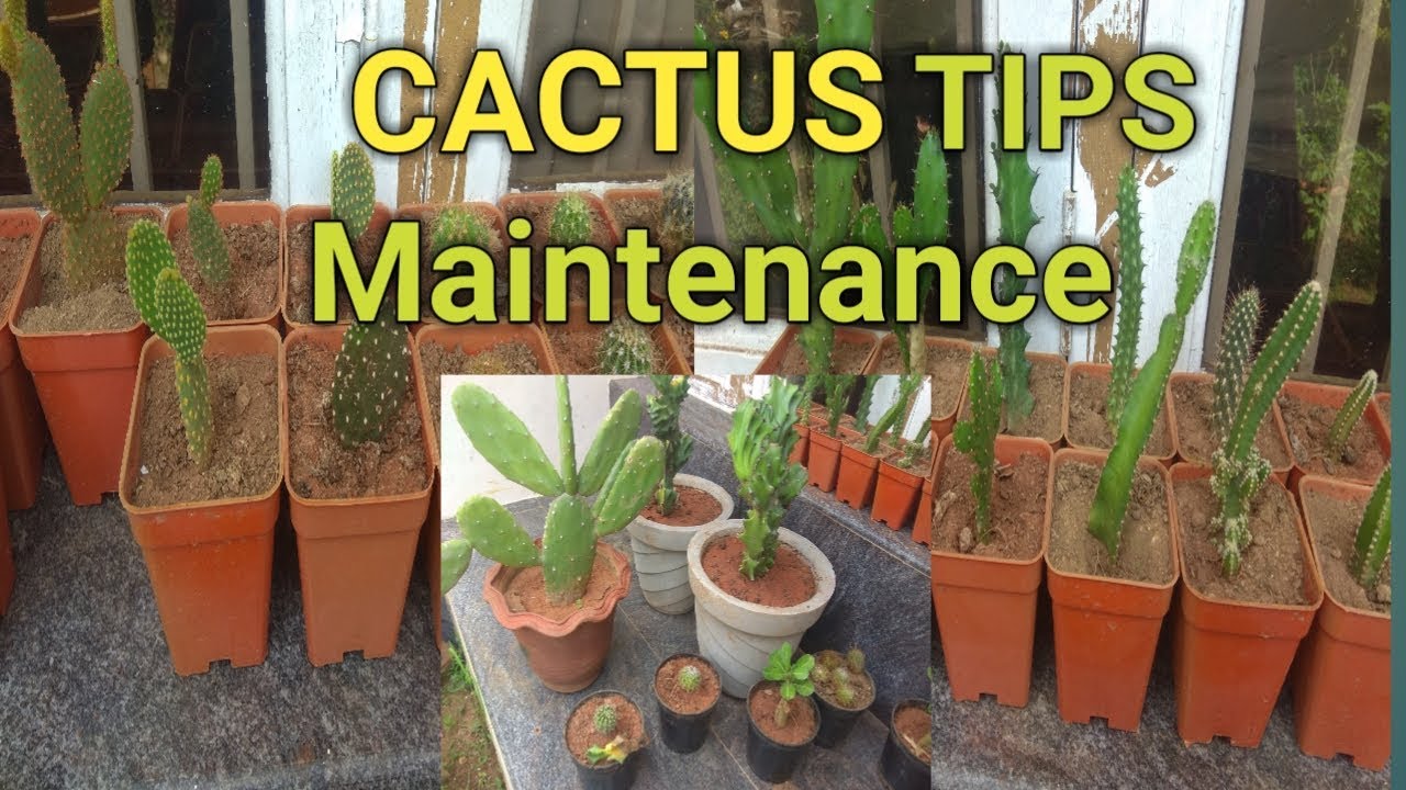 cactus maintenance in tamil ruba Garden YouTube