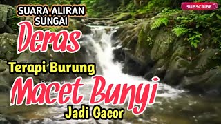 TERAPI BURUNG MACET BUNYI - SUARA ALIRAN SUNGAI DERAS & KICAU ALAM