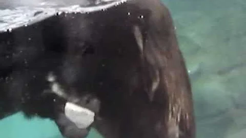 Washing machine otter