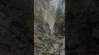 Flying Through Moara Dracului Gorge 🌲 | FPV Drone Romania