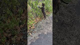 Eli Turtle Buster Chinaman