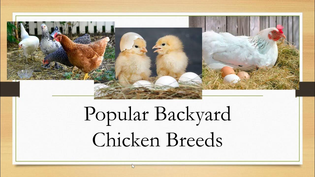 Backyard Poultry Fundamentals Shannon Dietz YouTube