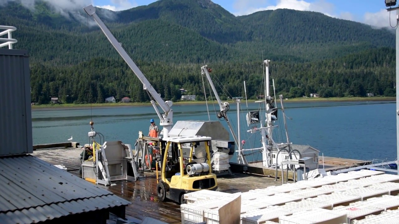 Alaska cruise Juneau salmon hatchery YouTube