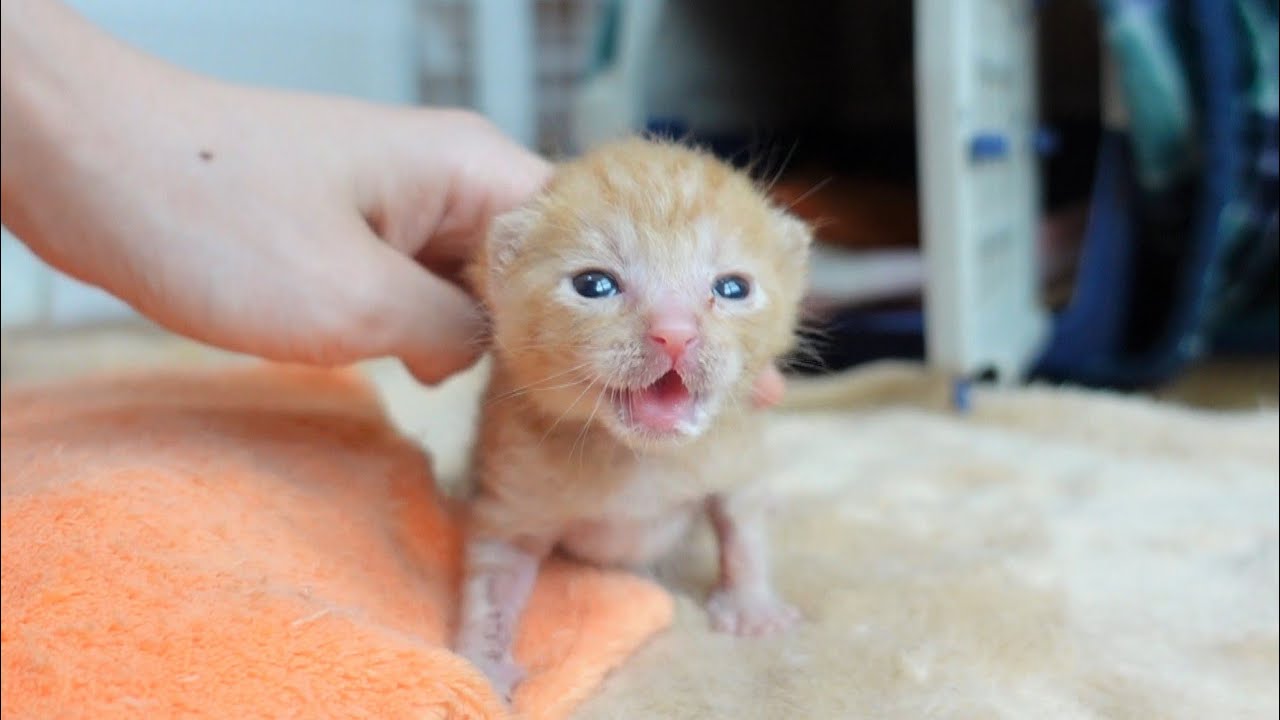 生後11日】起きたらすぐにミルクを探し始める赤ちゃん猫 - YouTube