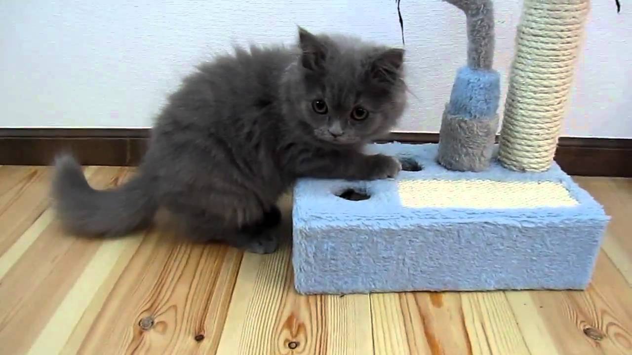 ラガマフィンの猫約3ヶ月 Youtube
