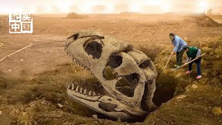 辽宁农妇挖出一4000万年“史前巨兽化石”，引发世界第一进化悬案【传奇中国】
