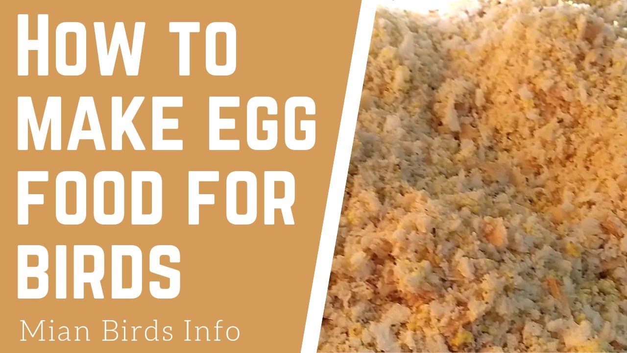 How to make egg food for birds?Mian Birds Info YouTube