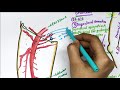 Femoral Artery Anatomy | Origin | Branches | Clinical
