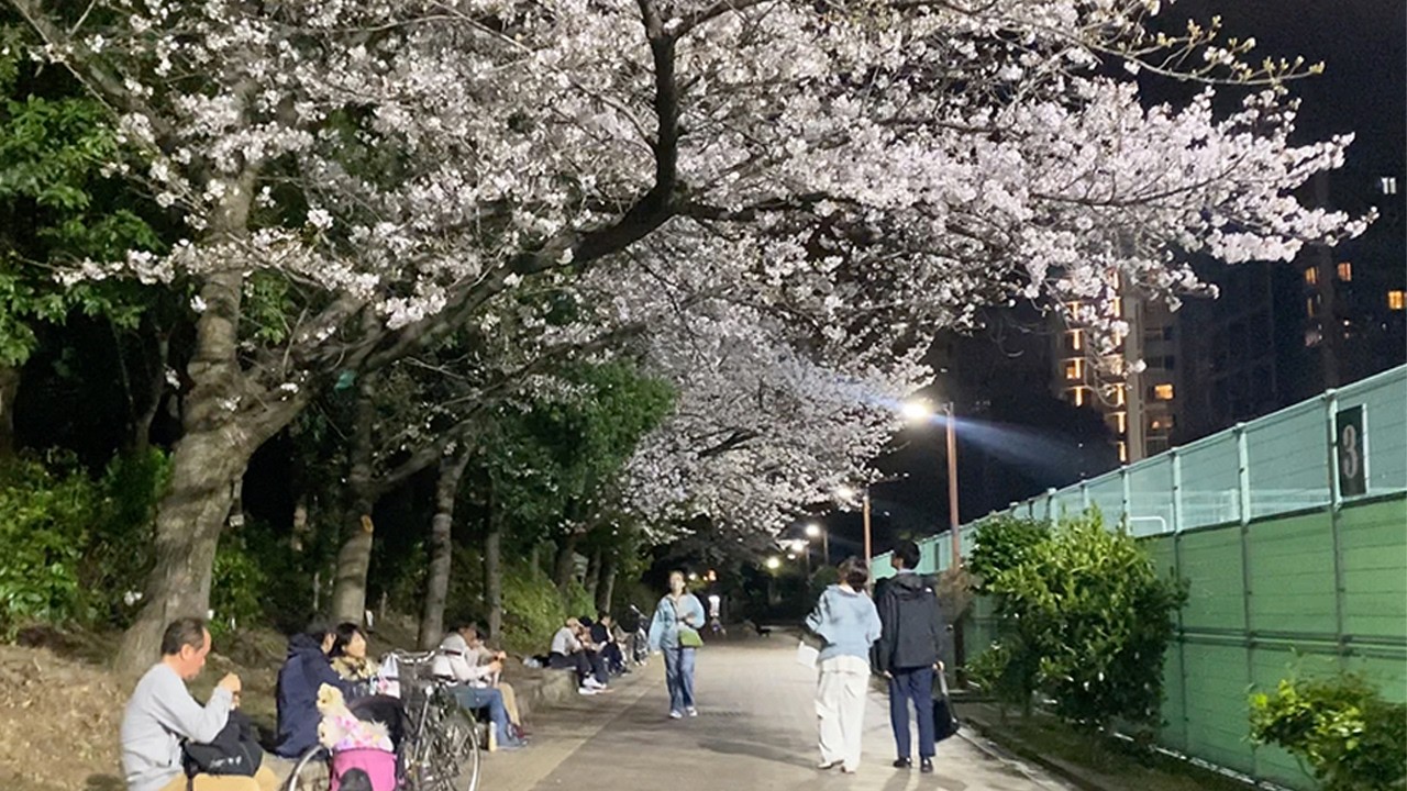 Osaka Night Walk | Utsubo Park | Sakura & Night Picnic - YouTube