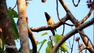 Rufous Treepie call| Rufous Treepie sound|