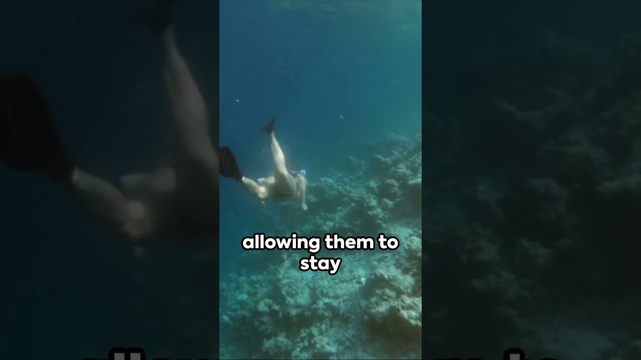 Underwater Living  The Unseen Asian Tribe