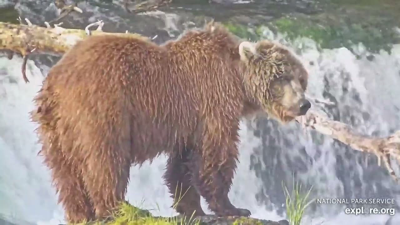 284 Electra helps fish climb the falls, in her own way 7/11/25 BF explore.org