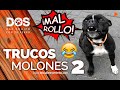 Enseñar TRUCOS FÁCILES a tu PERRO 2 🐶🥇 | Adiestramiento Canino Habilidades 😜