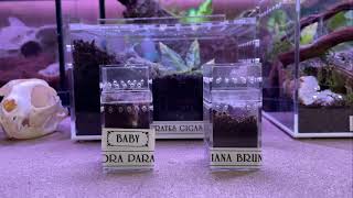 Tarantula Documentary