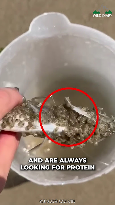 Beware Of These Sand Piranhas | New Fear Unlocked?