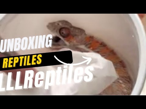 Unboxing Reptiles from LLL Reptile - YouTube