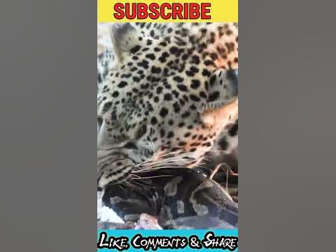 Python vs leopard|Leopard hunt a python and eating|wild animals|animal ...