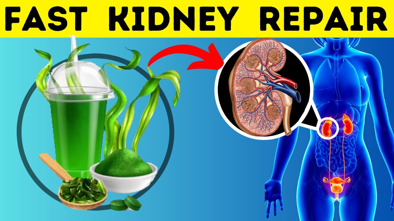 What Happens If Kidney Patients Consume Spirulina For 30 Days Kidney what-happens-if-kidney-patients-consume-spirulina-for-30-days-kidney