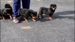 Rottweiler Puppies For Sale