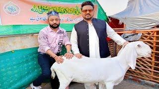 Bakro Kay Shokeen Afraad Tawaja Farmain || Specia Interview Form DOCTOR TAYYAB || Jugg Goat Farm