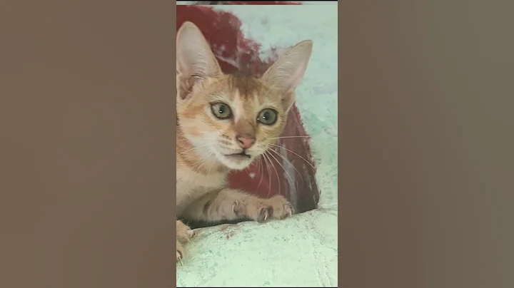 Watch the video about 😺 Funny Cat Video | Cute & Adorable Cat Moments | Must Watch 🐾