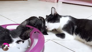 Miraculous cat Mu loves kittens! by ねこぱんちParaguay 36,961 views 4 weeks ago 12 minutes, 12 seconds