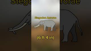 Stegodon Aurorae. The dwarf elephant of Early Pleistocene Japan. #shorts #japan #extinct