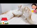綺麗好きな妹の家を初めて訪れた子猫たちの様子【ぽしゃっけ】