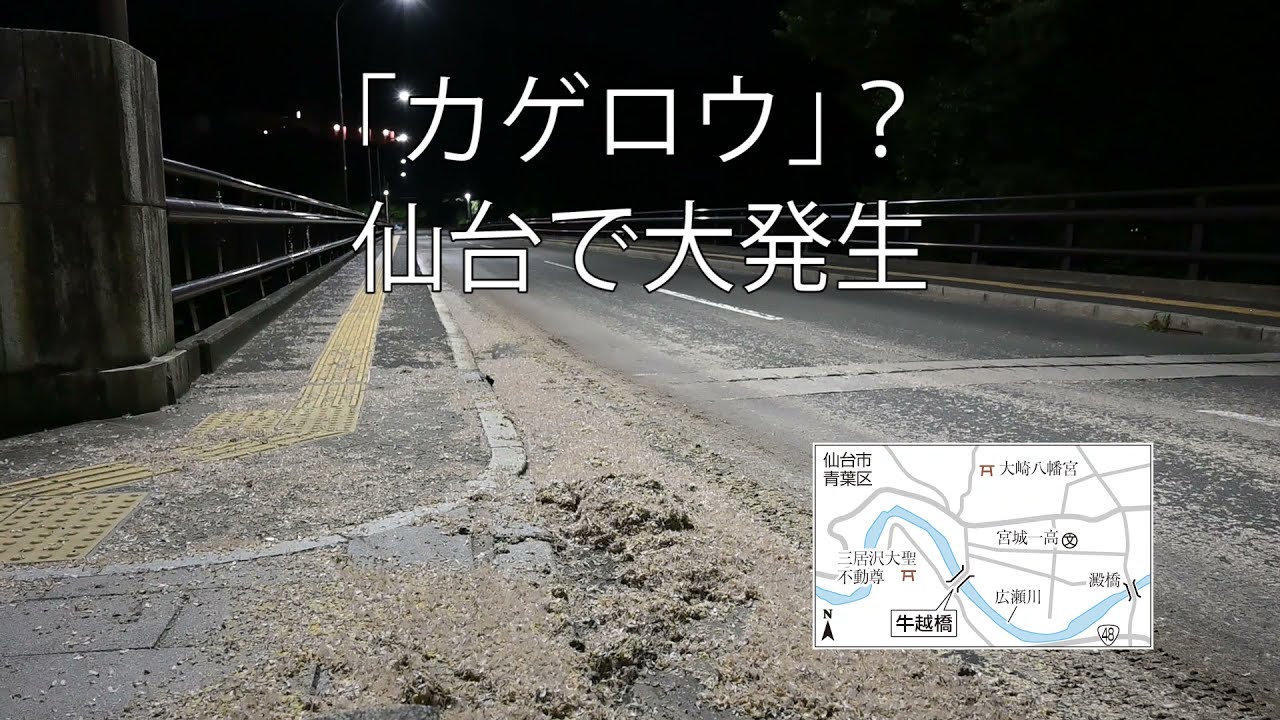 仙台でカゲロウ大発生 Youtube