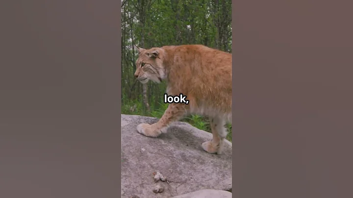 Watch the video about Maine Coon The Majestic Giant of Cats!