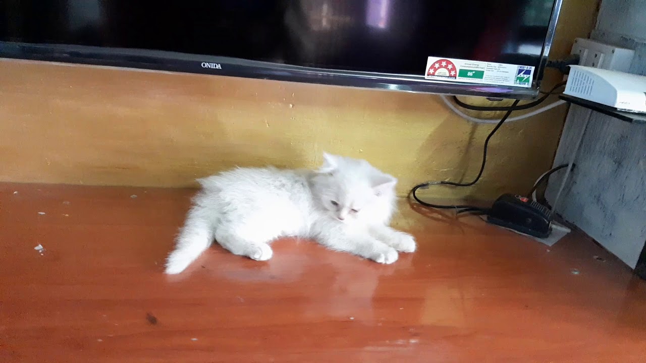 tk Persian cats Coimbatore YouTube