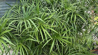 Umbrella palm 101 - your questions answered