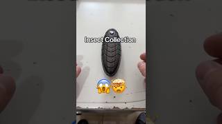 Insect boys #transformer #mechanics #miniatures #collection #insect