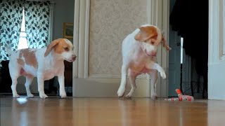 Dog Rescues Sister from Toy Snake Attack! Cute Dogs Maymo & Penny