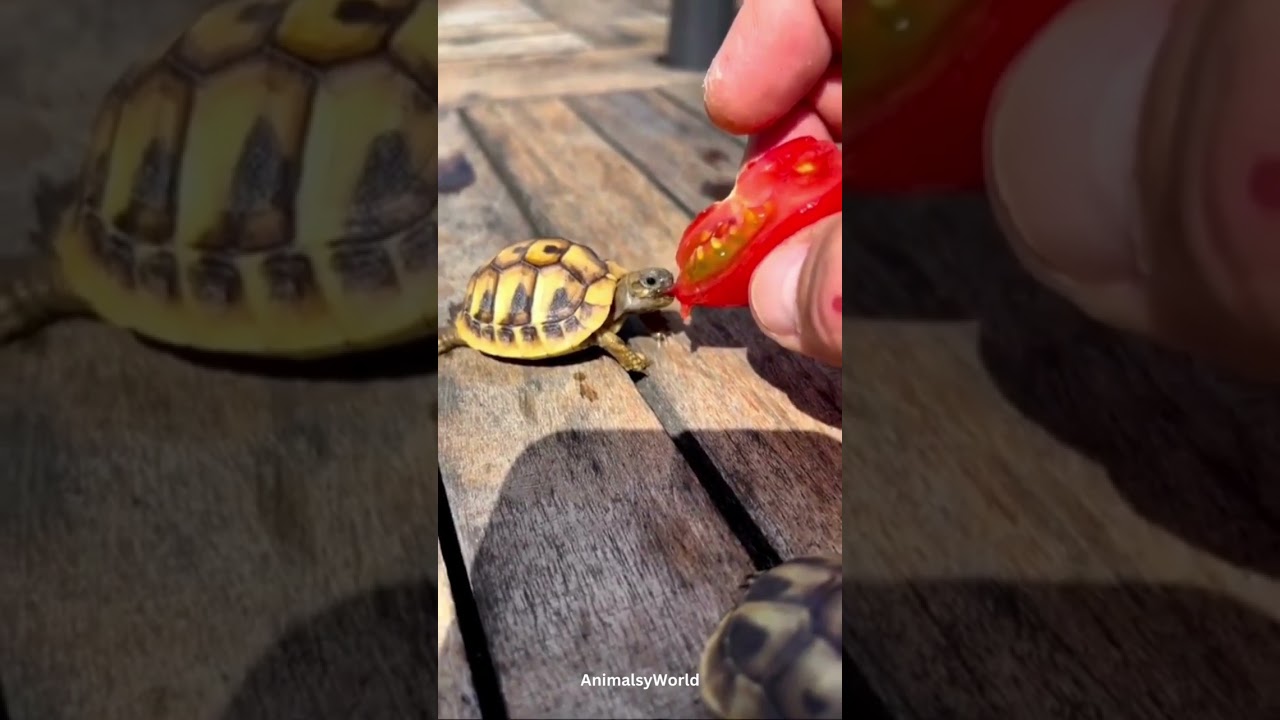 Smallest tortoise getting fed🐢🍅.@nono_turtle 