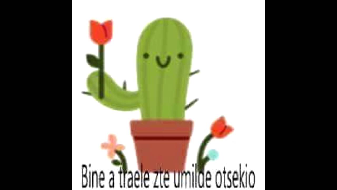 aloe vera bedingungen Aloe vera (Echte Aloe) kaufen