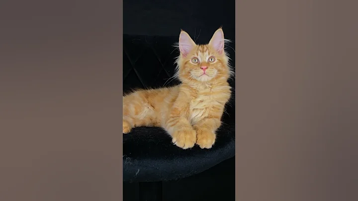 Video 10835881: red maine coon kitten, ginger maine coon kitten, meow show, little meow, meow cute
