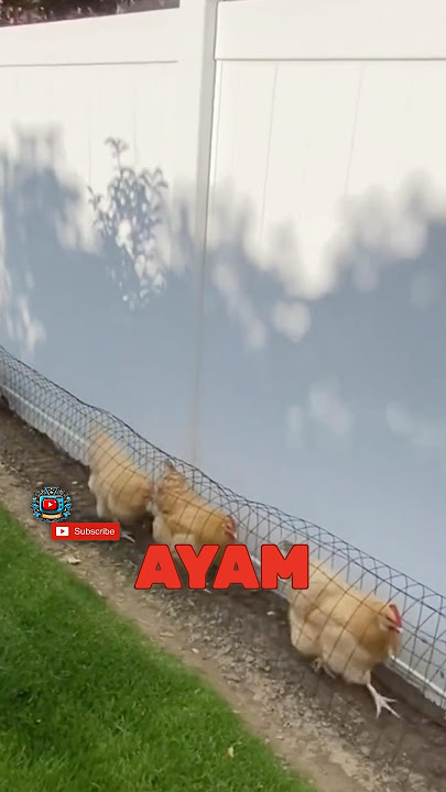 Raising Chickens Safely and Healthily #shortvideo #shorts