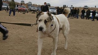 знаменитый Мешхур Аламан Туркменский Волкодав . Champion Dog Alabai .