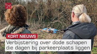 Schapenkadavers rotten weg bij parkeerplaats in Almere | Omroep Flevoland