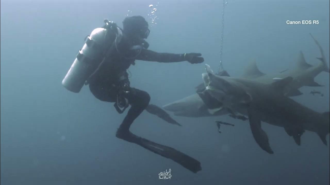 Diving with Lemon Sharks الغوص مع أسماك القرش الليموني YouTube