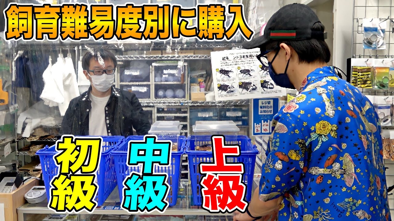 大手昆虫ショップの社長に飼育難易度別で選別してもらったクワカブを飼う