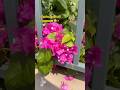 ചെടികൾക്ക് പിറകെ 🤩✨ #balcony #garden #gardening #balconyideas #home #balconydecor #flowers