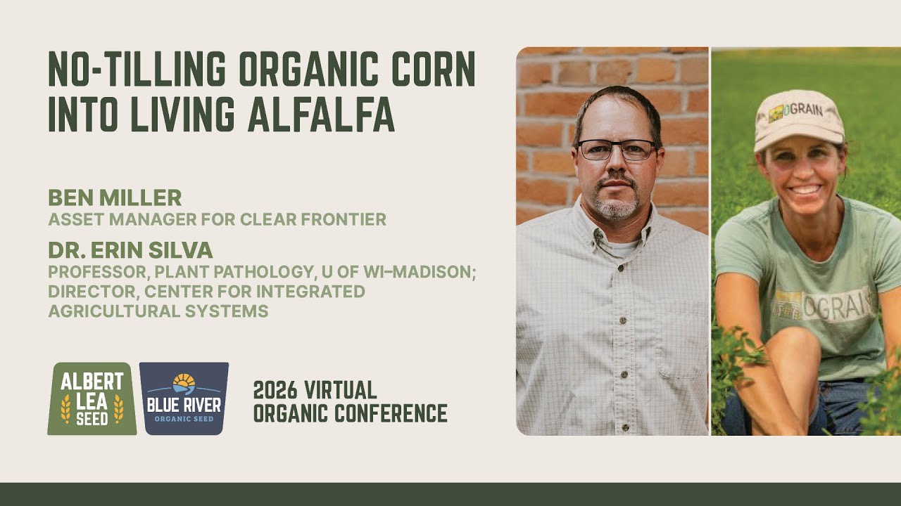 No-Tilling Organic Corn into Living Alfalfa, Part 1 | Dr. Erin Silva from U of WI