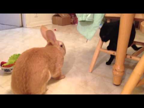 Cat Afraid of Rabbit