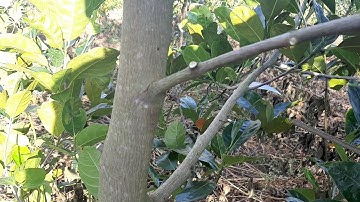 Cách Cắt Tỉa Cành Và Phân Biệt Cành Đực Cành Cái Cây Mít Thái