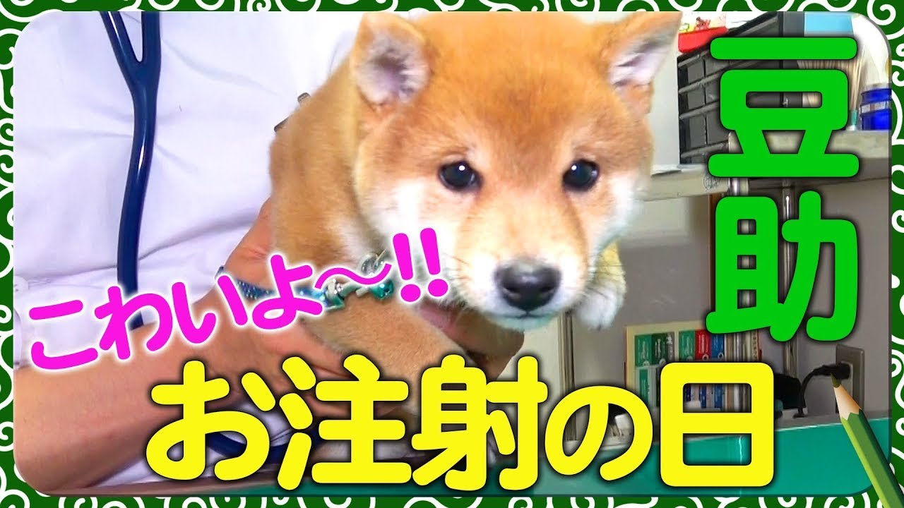豆助んち009】豆助、ドキドキ注射の日！・17日目＜柴犬・豆柴