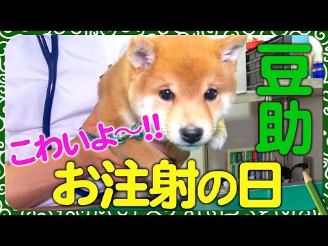 豆助んち009】豆助、ドキドキ注射の日！・17日目＜柴犬・豆柴